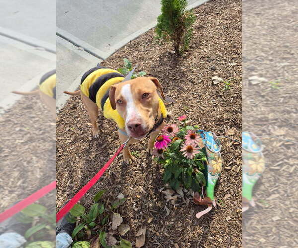 Medium Photo #2 Mutt Puppy For Sale in Elmsford, NY, USA