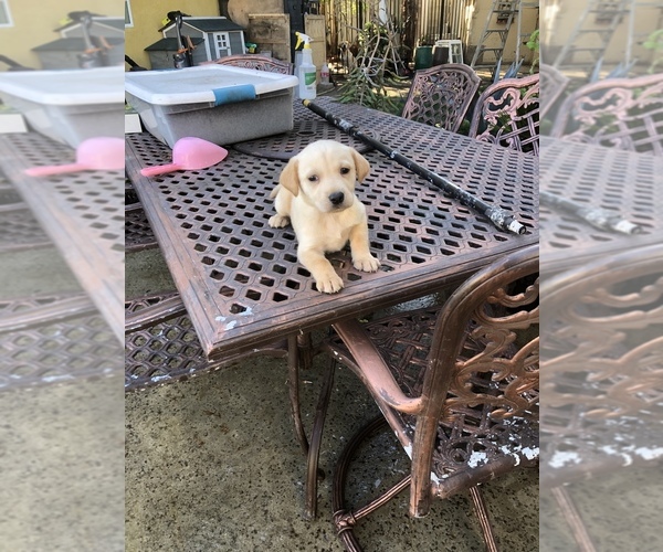 Medium Photo #1 Labrador Retriever Puppy For Sale in LA PUENTE, CA, USA