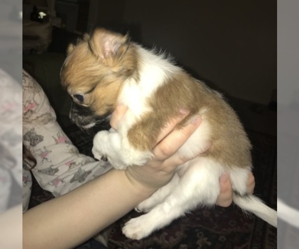 Medium Photo #3 Papillon Puppy For Sale in CO SPGS, CO, USA