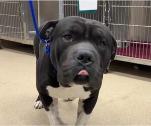 Bull-Pei Dogs for adoption in Grand Prairie, TX, USA