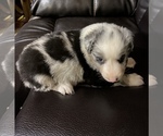 Small Photo #5 Australian Shepherd Puppy For Sale in BOWLING GREEN, KY, USA