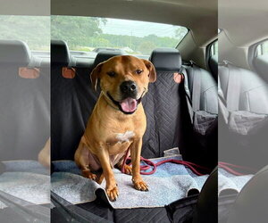 Chow Chow-Unknown Mix Dogs for adoption in Holly Springs, NC, USA