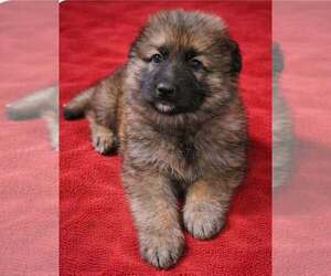 Medium German Shepherd Dog