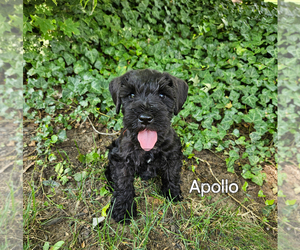 Schnauzer (Miniature) Puppy for sale in ARCANUM, OH, USA