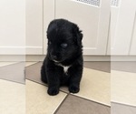 Small Photo #34 Australian Shepherd Puppy For Sale in DEVINE, TX, USA