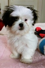 Shih Tzu Puppy for sale in FAIRFIELD, CA, USA