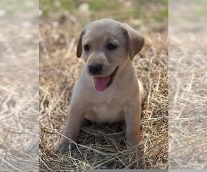 Labrador Retriever Puppy for Sale in BONAIRE, Georgia USA