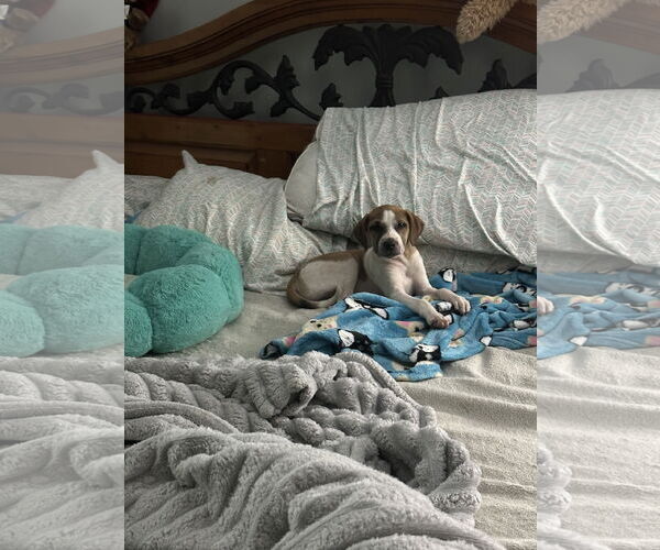 Medium Photo #3 Mutt Puppy For Sale in Ball Ground, GA, USA