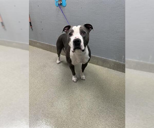 Medium Photo #1 American Pit Bull Terrier-Unknown Mix Puppy For Sale in Las Vegas, NV, USA