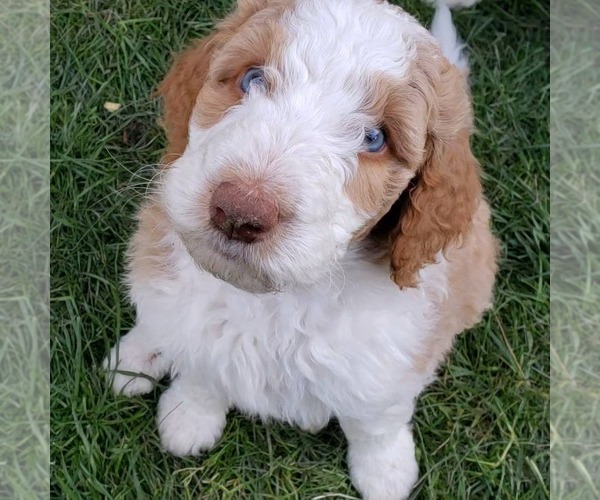 Medium Photo #5 Bordoodle Puppy For Sale in CALDWELL, ID, USA