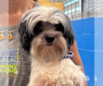 Small #1 Shih Tzu Mix