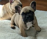 Small #1 French Bulldog