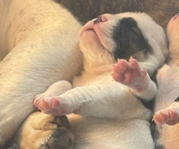 Medium Photo #21 Olde English Bulldogge Puppy For Sale in ALDEN, MN, USA