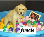 Small Photo #2 Golden Retriever Puppy For Sale in OKLAHOMA CITY, OK, USA