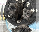 Small Photo #53 Pug Puppy For Sale in TROY, MO, USA