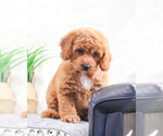 Small Photo #18 Goldendoodle Puppy For Sale in SYRACUSE, IN, USA