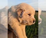Small Photo #5 Golden Retriever Puppy For Sale in WOOSTER, OH, USA