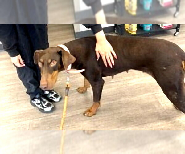 Medium Photo #3 Doberman Pinscher Puppy For Sale in Omaha, NE, USA