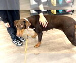 Small #2 Doberman Pinscher