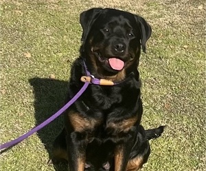 Mother of the Rottweiler puppies born on 03/24/2025