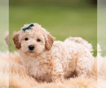 Small Photo #23 Goldendoodle (Miniature) Puppy For Sale in WARSAW, IN, USA