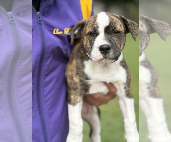 Medium Photo #2 Bulloxer Puppy For Sale in Rockaway, NJ, USA