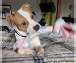Small #14 American Bulldog