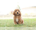Small Photo #3 Goldendoodle-Poodle (Miniature) Mix Puppy For Sale in WARSAW, IN, USA