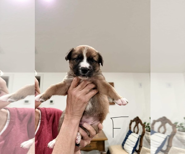 Medium Photo #3 Labrador Retriever-Mountain Cur Mix Puppy For Sale in Royal Palm Beach, FL, USA