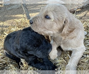 Labradoodle Puppy for sale in WATERFORD, MS, USA