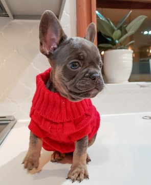 Medium Photo #32 French Bulldog Puppy For Sale in MARYSVILLE, WA, USA