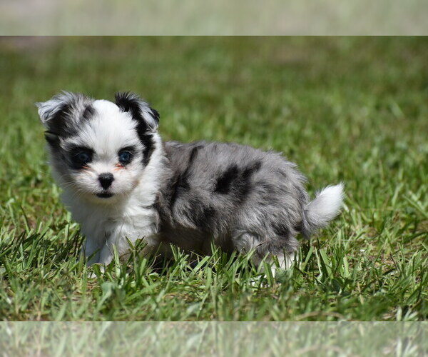 Medium Photo #5 Shih Aussie Puppy For Sale in PALM COAST, FL, USA
