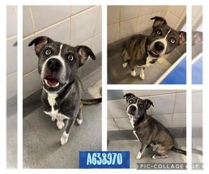 Mutt Dogs for adoption in San Antonio, TX, USA