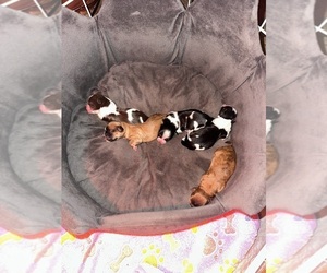 Maltipoo (Miniature)-Shih Tzu Mix Puppy for sale in MIDDLEBURG, FL, USA