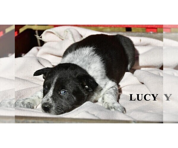 Medium Photo #16 Australian Cattle Dog-Border Collie Mix Puppy For Sale in CLARE, MI, USA