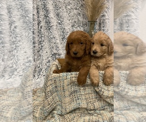 Goldendoodle Puppy for sale in KEYES, CA, USA