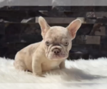 Small #2 French Bulldog