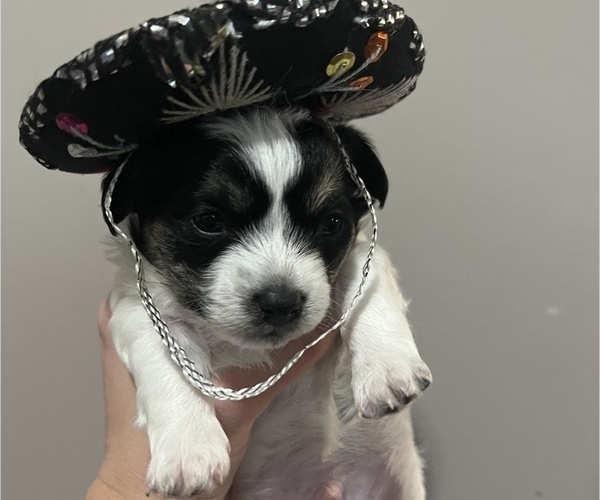 Medium Photo #1 Malchi Puppy For Sale in ELMA, NY, USA