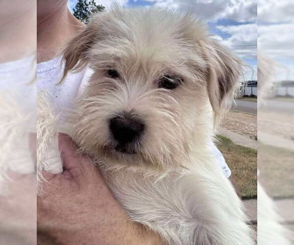 Medium Photo #4 Mutt Puppy For Sale in Grafton, WI, USA