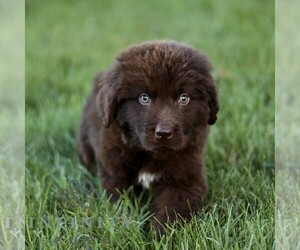 Newfoundland Puppy for sale in NEW HOLLAND, PA, USA