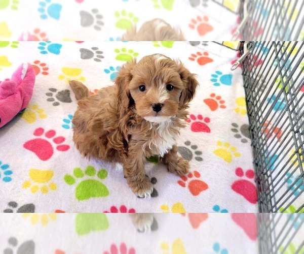 Medium Photo #1 Cavapoo (Miniature)-Poodle (Toy) Mix Puppy For Sale in ORO VALLEY, AZ, USA