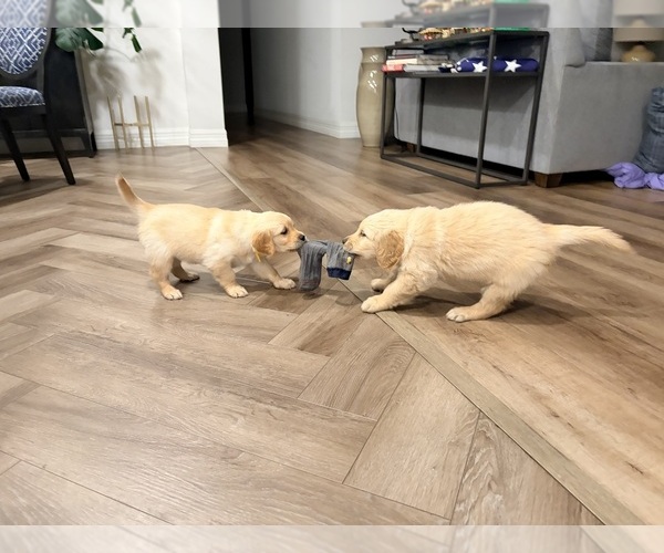Medium Photo #48 Golden Retriever Puppy For Sale in PHOENIX, AZ, USA