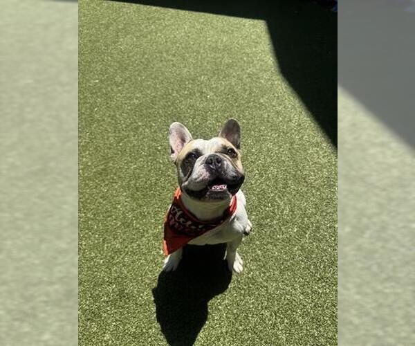 Medium Photo #1 French Bulldog Puppy For Sale in San Martin, CA, USA