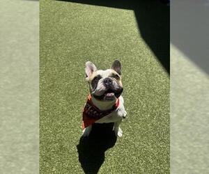 French Bulldog Dogs for adoption in San Martin, CA, USA