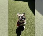 Small French Bulldog