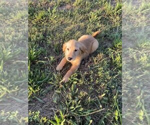 Golden Retriever Puppy for Sale in CRANE, Missouri USA