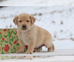 Labrador Retriever Puppy for sale in HYDE PARK, VT, USA