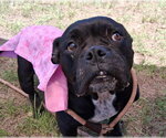 Small #1 Boxer Mix