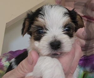 Biewer Terrier Puppy for sale in CROYDON, NH, USA