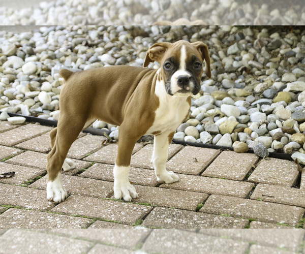 Medium Photo #4 Boxer Puppy For Sale in SHIPSHEWANA, IN, USA